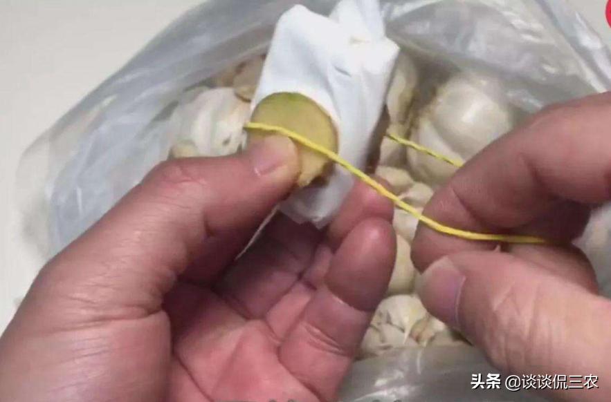 大蒜如何保存不发芽多种方法,大蒜保存不发霉的办法