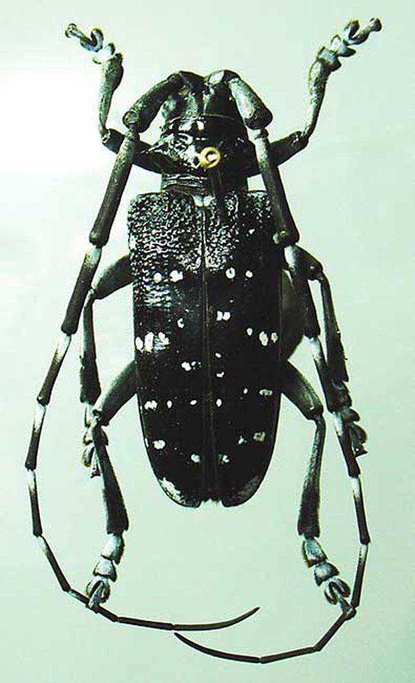 光肩星天牛危害特征及生物防治,光肩星天牛的特征和名字的由来