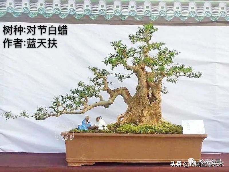 广东的盆景有哪些,适合广东玩的盆景