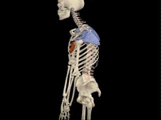 溜肩，长得再瘦体型也垮垮的。但溜肩常见这两种情况，别练错