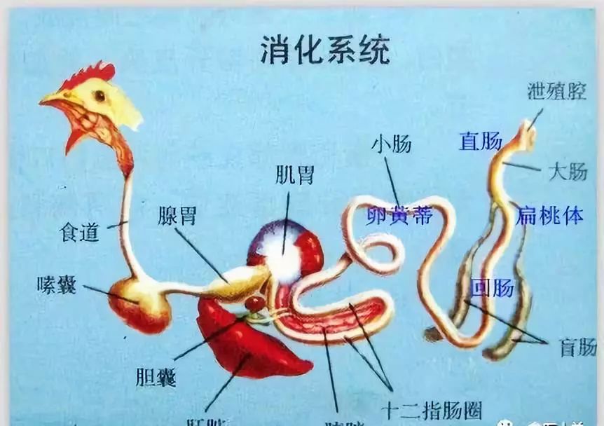 家禽常见疾病及检测方法书籍,家禽疾病如何检测