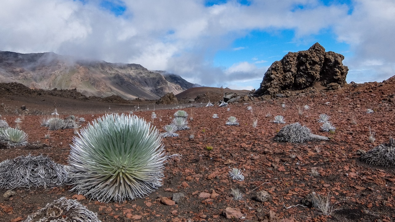 用夏威夷果壳的100种玩法,夏威夷新吃法
