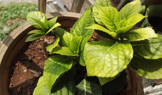 百合花黄叶补铁需要几天补一次,土壤缺铁用什么最好