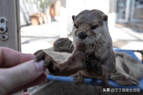 水獭可以当宠物,水獭可以当宠物貂吗