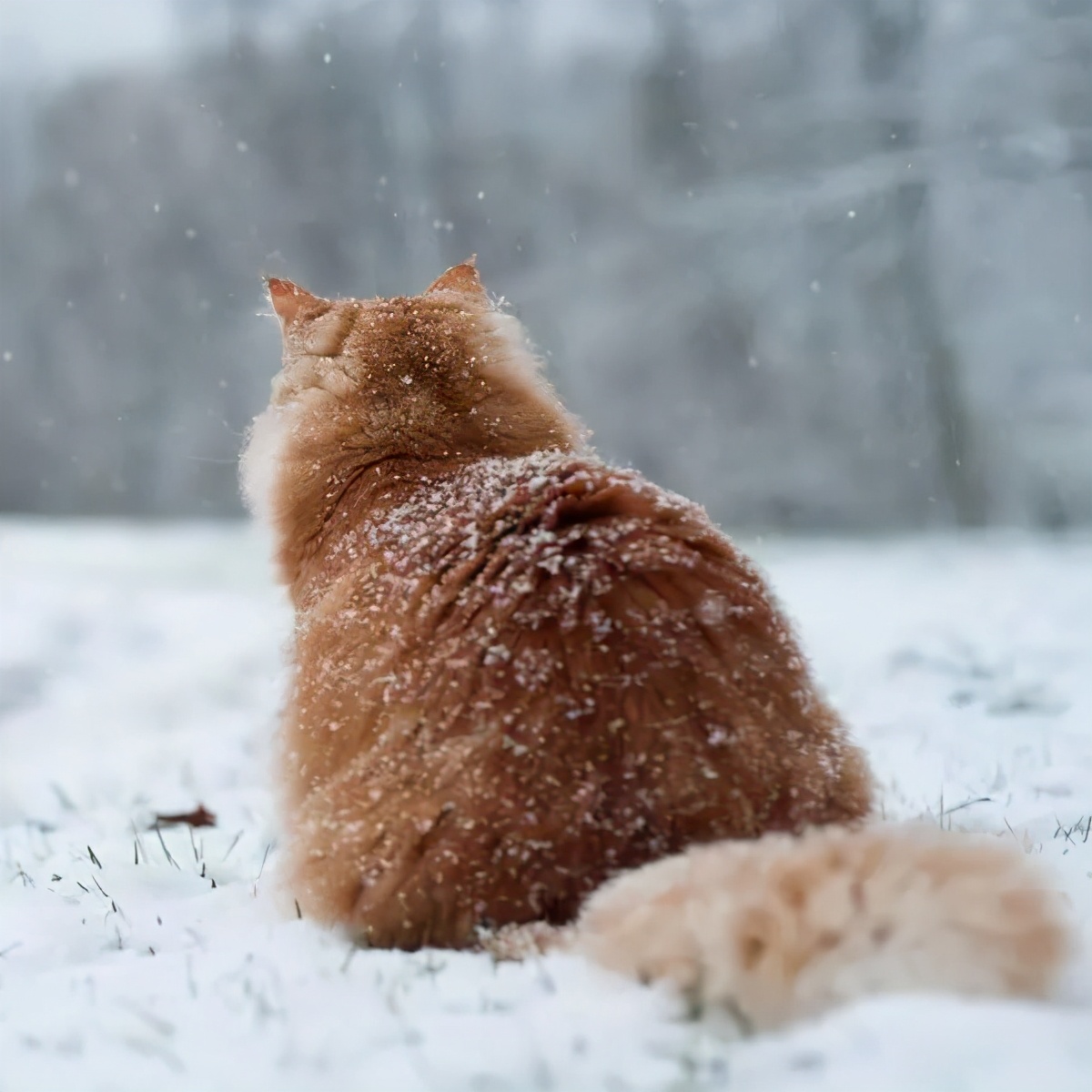 这个冬天猫咪该怎么过呀,冬天猫咪如何过冬