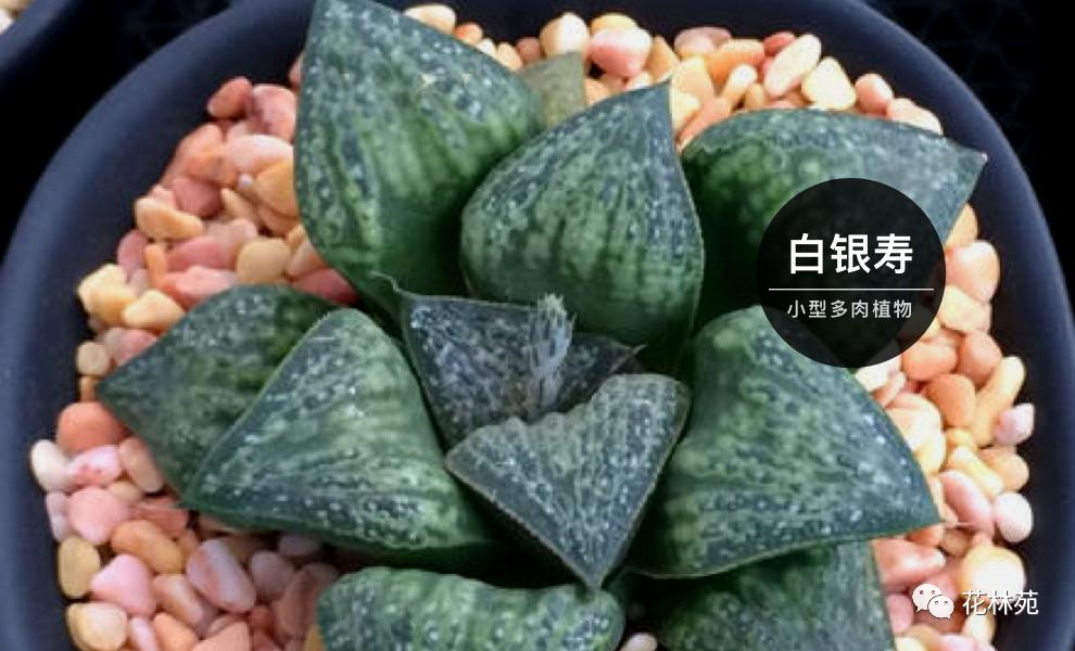 新手多肉月光寿养殖方法,多肉白银