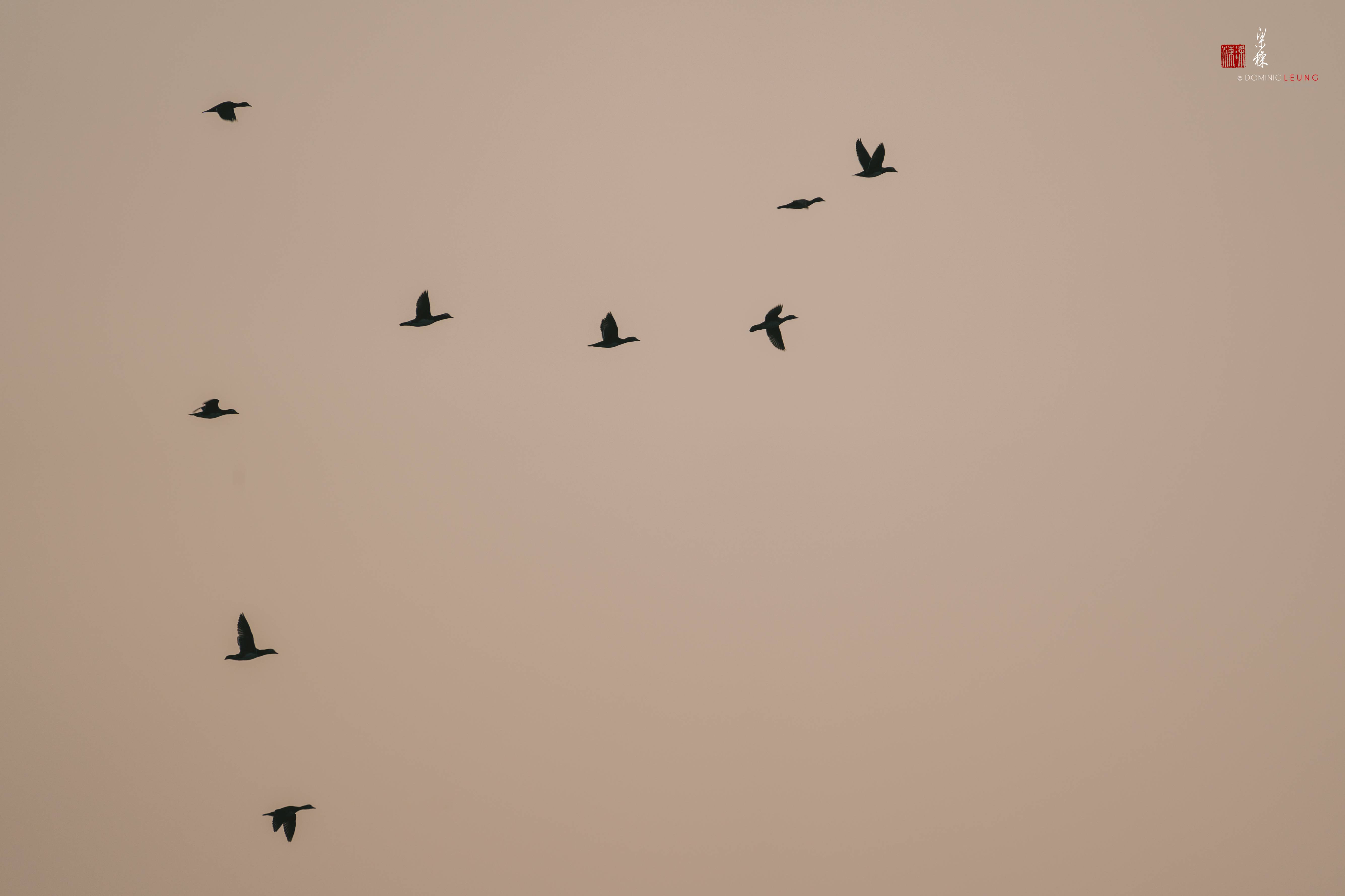 兰拓相机镜头怎么样,索尼70-300和腾龙50-400比较