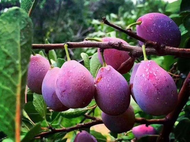 西梅苗带叶带土盆栽,带果盆栽西梅树苗