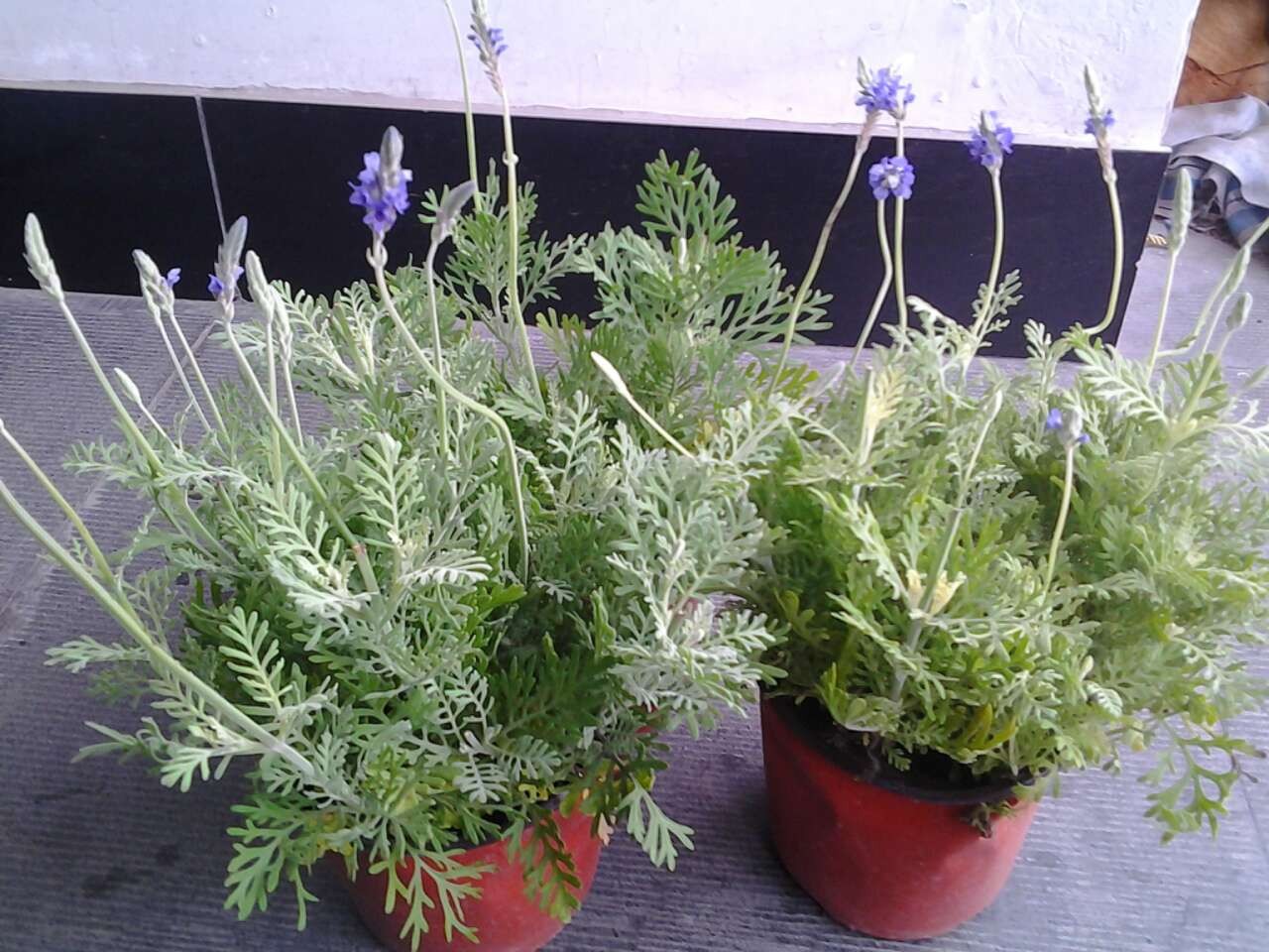 什么薰衣草最适合做精油,用袋子做薰衣草