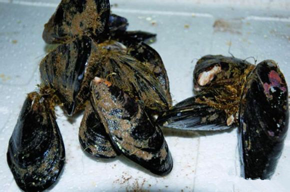 史上最全面的海鲜大咖,史上最全海鲜视频