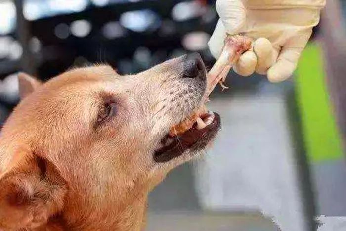 金毛啃骨头护食,金毛吞掉猪骨头