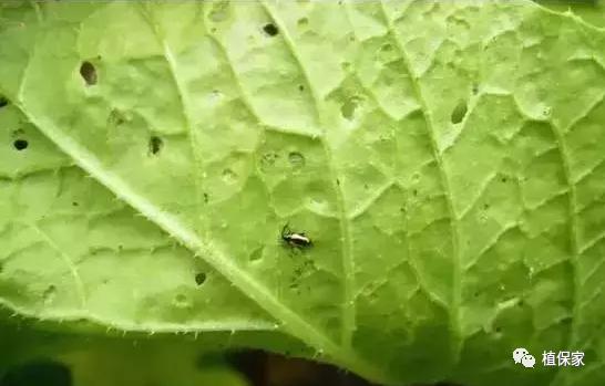 跳甲防治技巧,跳甲最好的克星