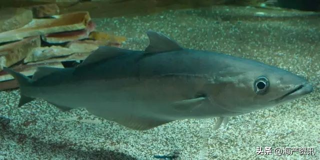 真鳕鱼科普,真鳕银鳕黑鳕鱼