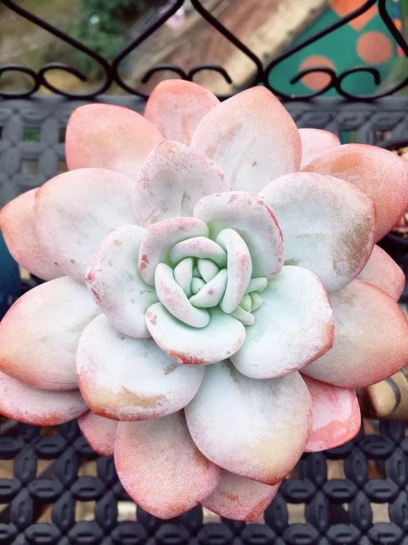 容易掉色的多肉,夏天怎样预防多肉腐黑