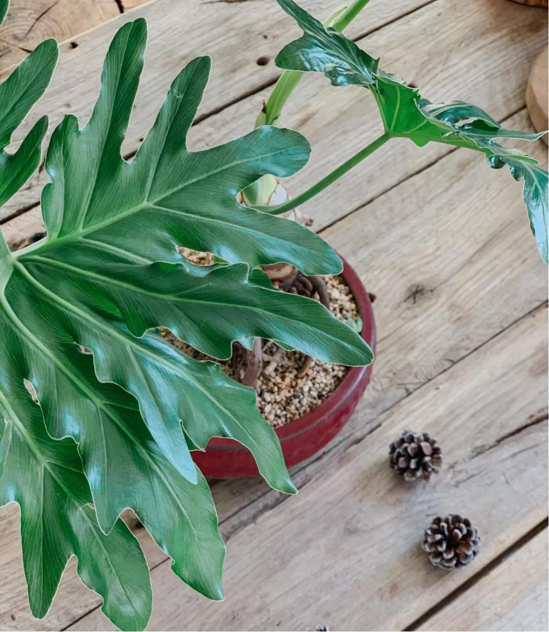 那盆嫩绿嫩绿的春羽，最终会蜕变成一条龙