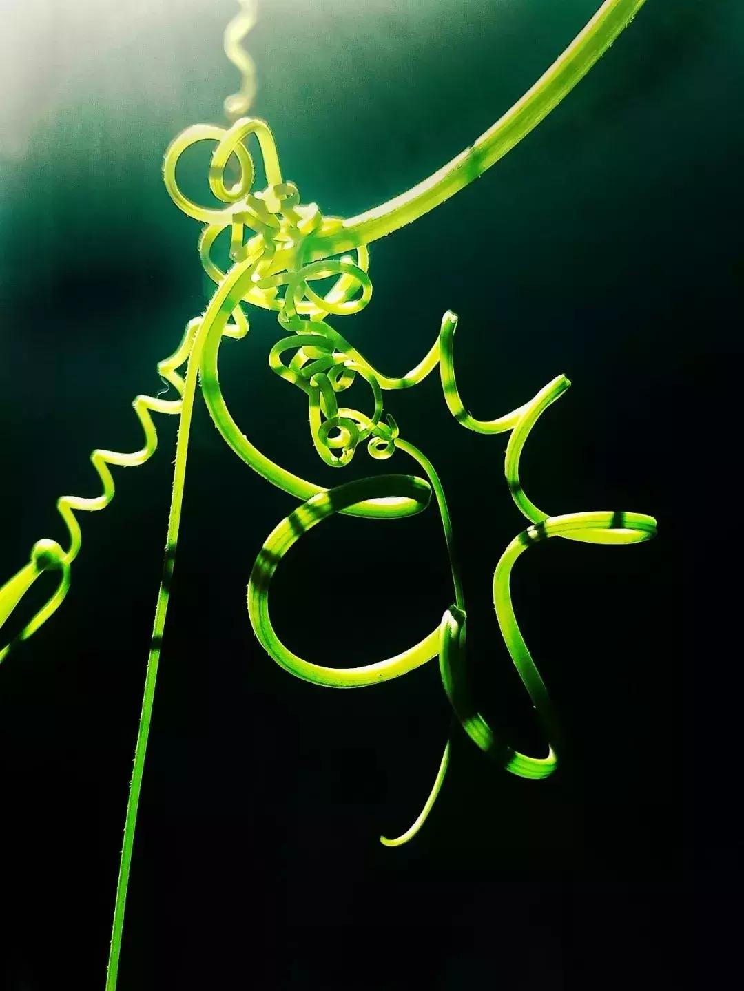 手机也能拍出黑背景，在家就能拍出摄影棚的感觉