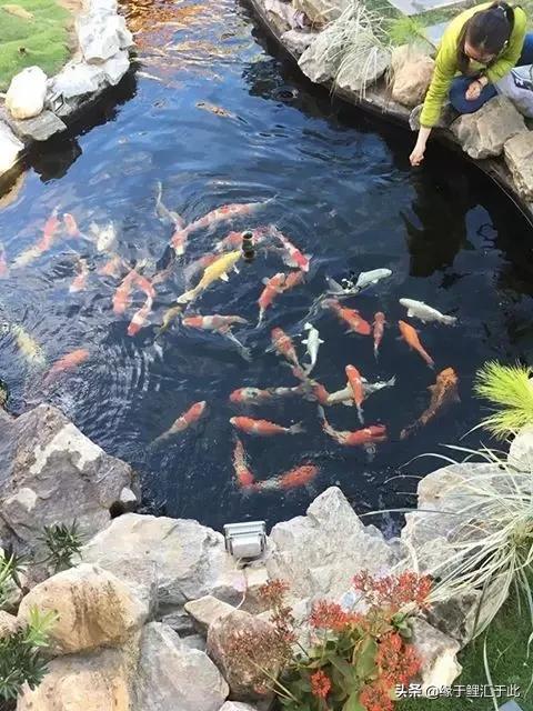 治疗锦鲤鱼病鱼药大全,锦鲤疑难杂症的治疗