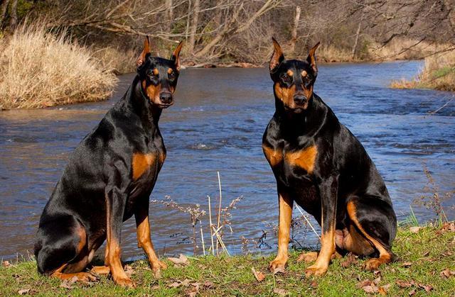 世界犬类智商排名倒数第一,世界犬类智商排名100名