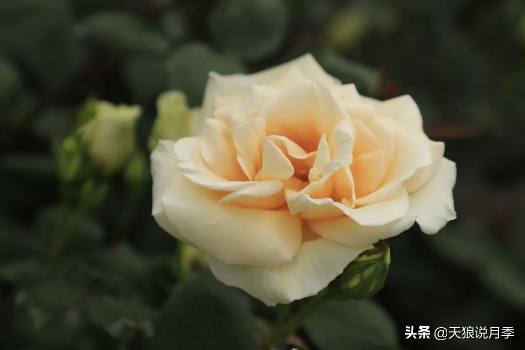 怦然心动的万人迷月季，原来从它而来（二）