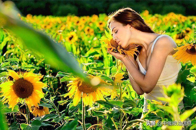 俄罗斯顿河葵花籽油,葵花籽油菜籽油俄罗斯