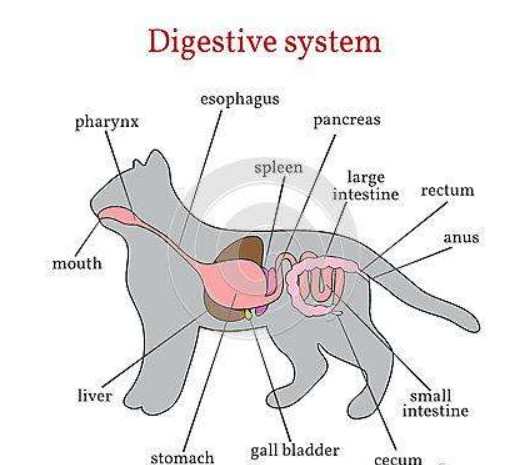 猫咪烧心怎么解决,猫咪肠胃炎拉血药推荐