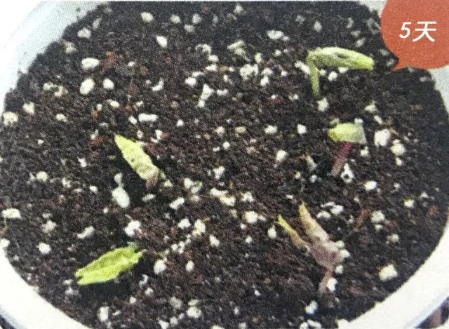 喇叭花的生活习性和怎样开花的,观察一朵花是怎样开花的