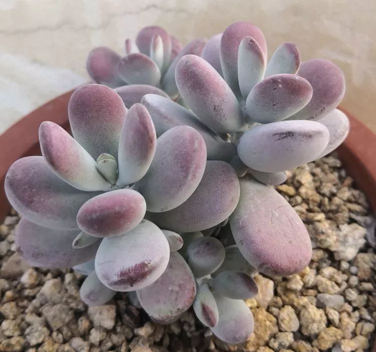 一花一世界多肉园艺,一花一世界一叶一菩提多肉植物