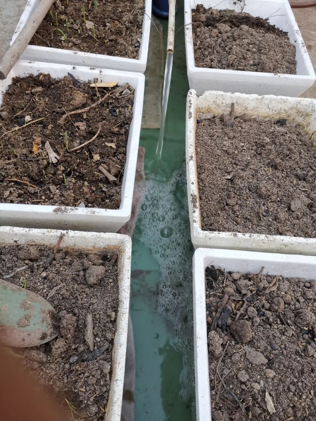 如何防止绿藻缠水泵,水泵会抽走绿藻吗