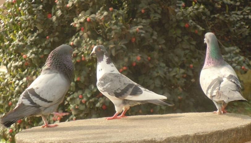 教你怎样给鸽子换羽,鸽崽下窝之后如何管理