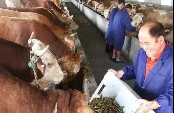牛吃鸡饲料,牛吃鸡饲料危害