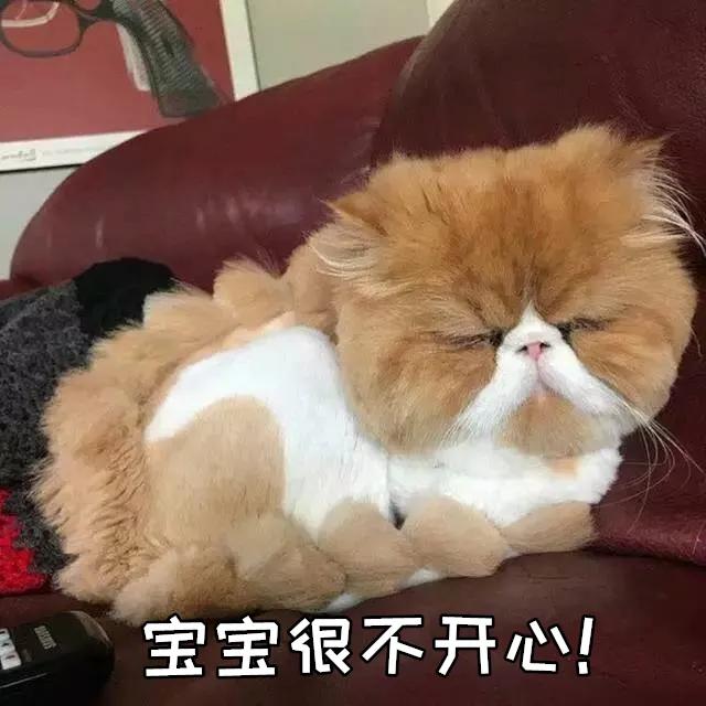 天气热怎么给猫散热,猫怕热怎么办最有效的方法