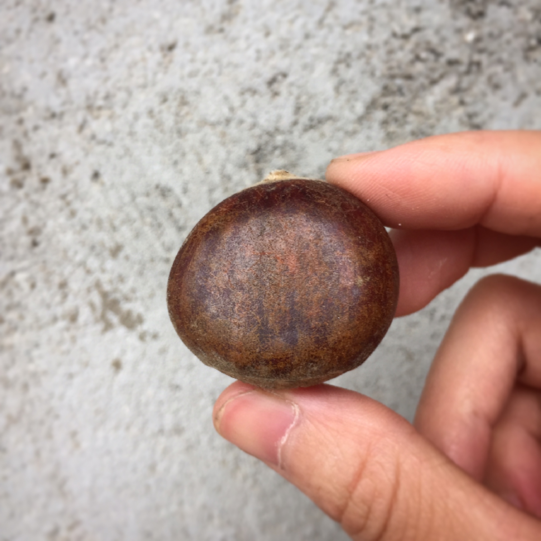 挑选板栗,怎样挑选板栗不容易变黑