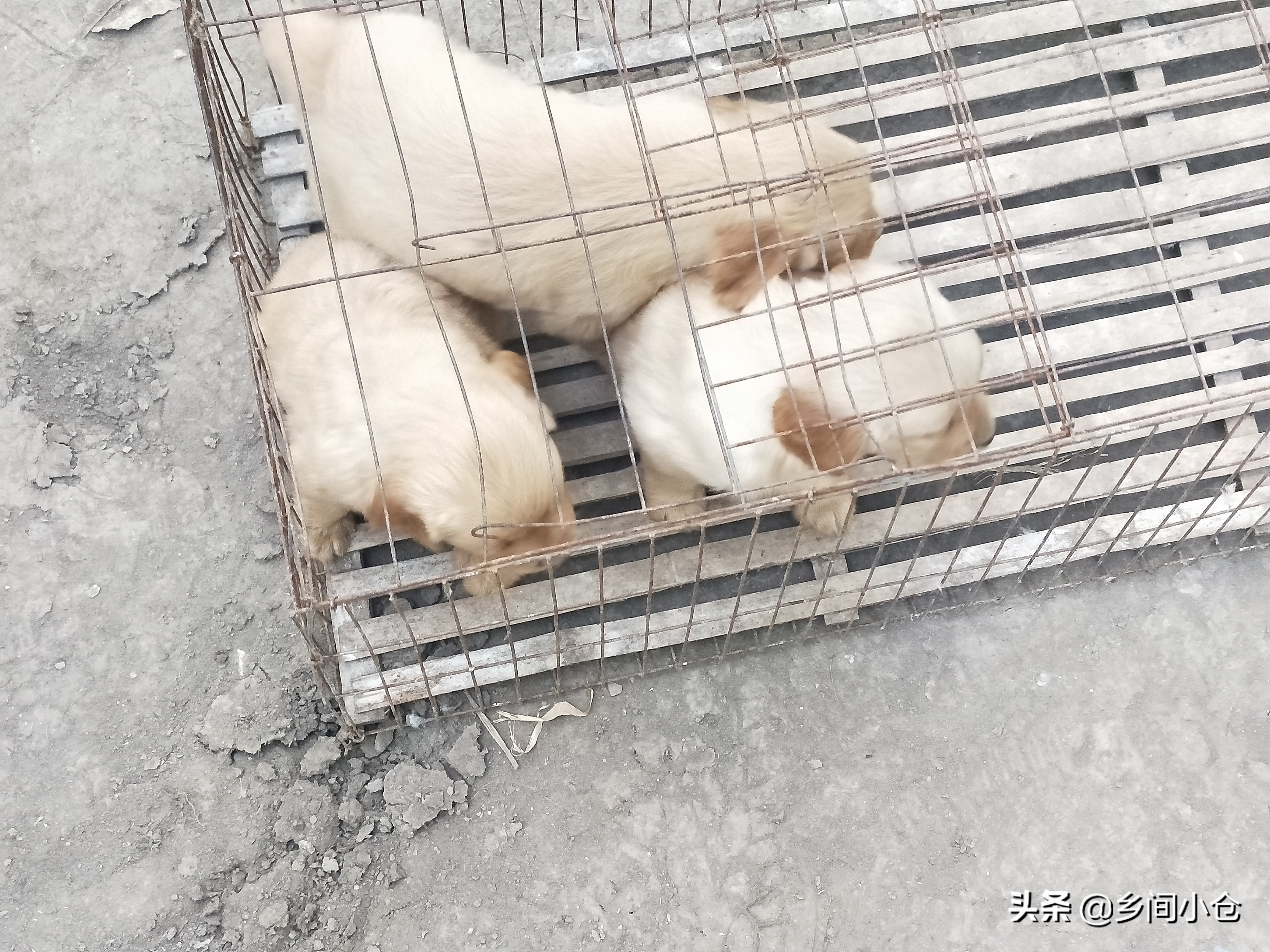 小妹子逛狗市遇到没见过的品种,大型狗市都有什么品种