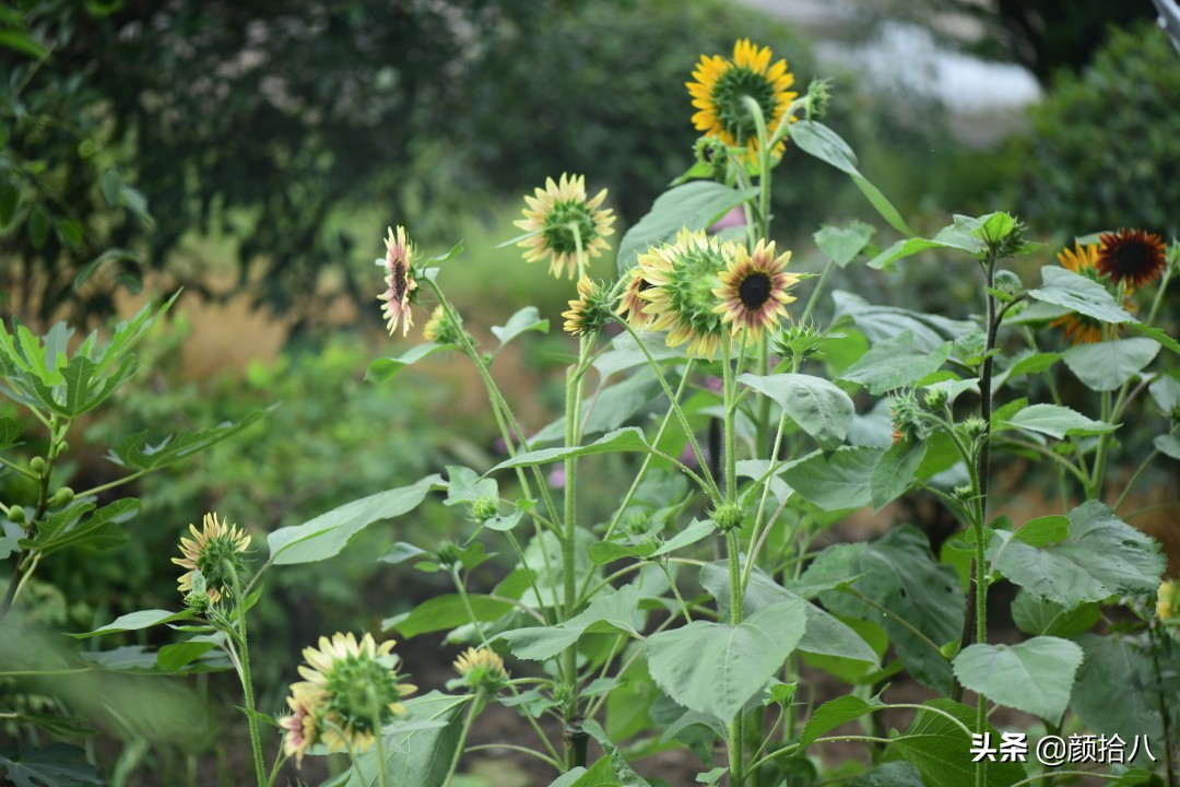 这个夏天我在花园里种向日葵|园丁