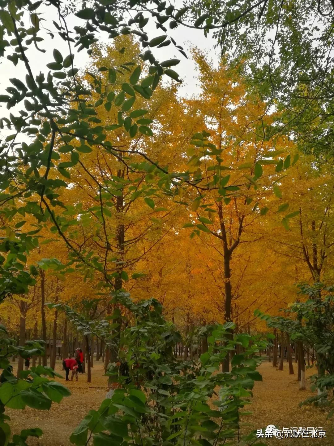 北京之秋的感受,最美的北京之秋