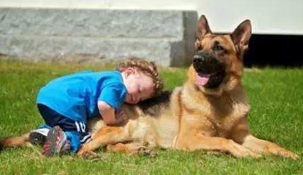 马犬与德牧哪个好饲养,马犬和德牧哪个更适合城市饲养