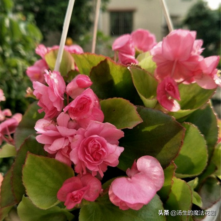 四季海棠暖气房养为啥不开花,四季海棠每年什么时候发芽开花