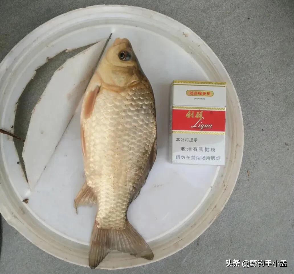 要想钓到大板鲫打窝必须用酒米,酒米拉饵夜钓