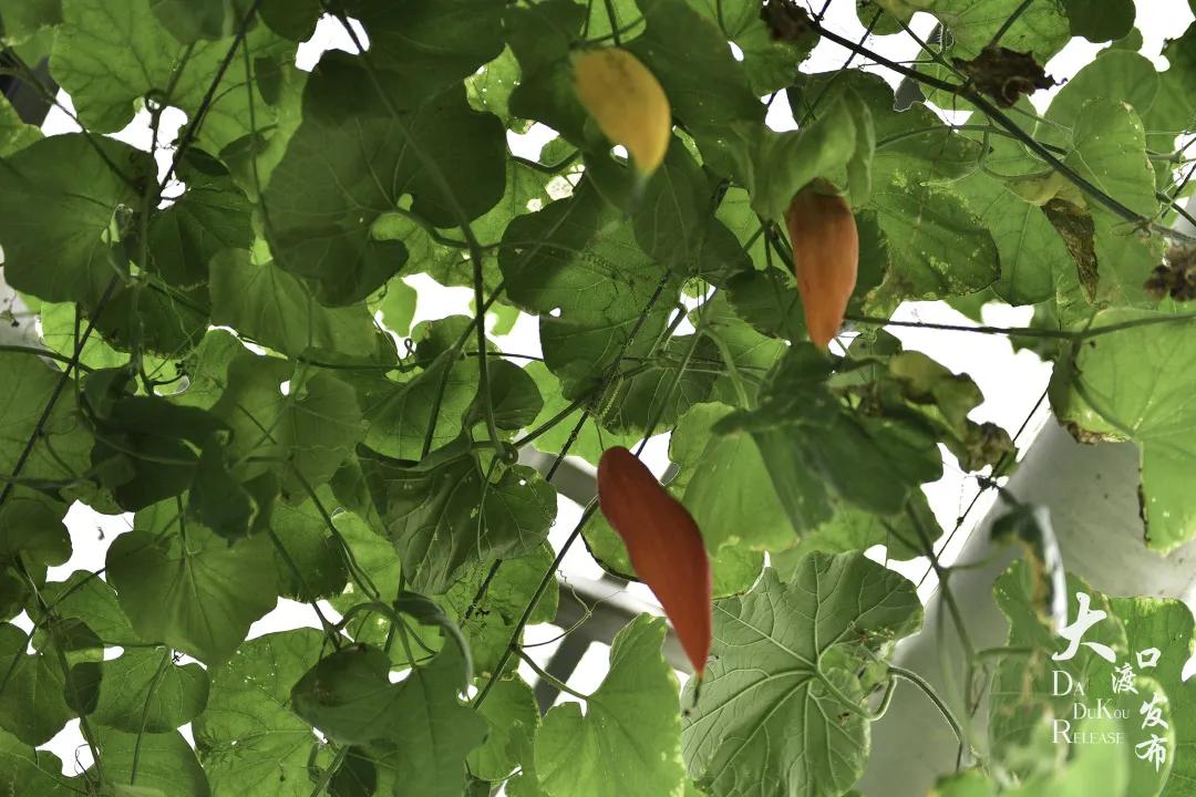 大渡口太空梦幻农场,大渡口万达广场太空梦幻农场