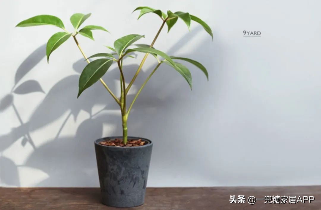 春天花会开|这20家植物淘宝店，植物杀手看了也想买！