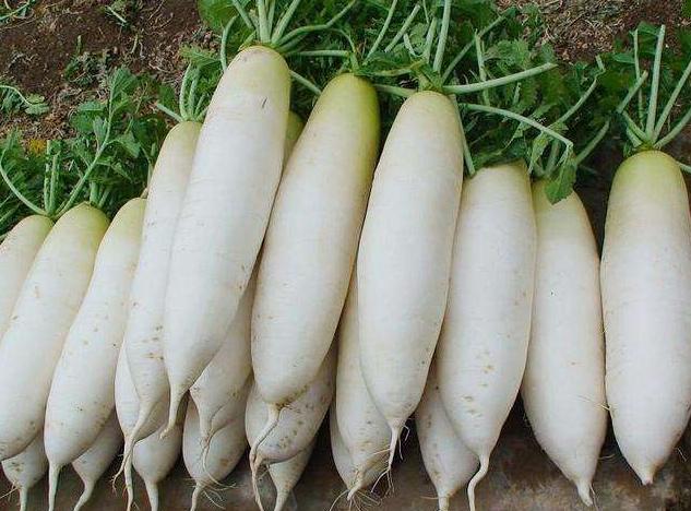 脚气病根治为什么难,日本人的脚气病是用什么药治好的