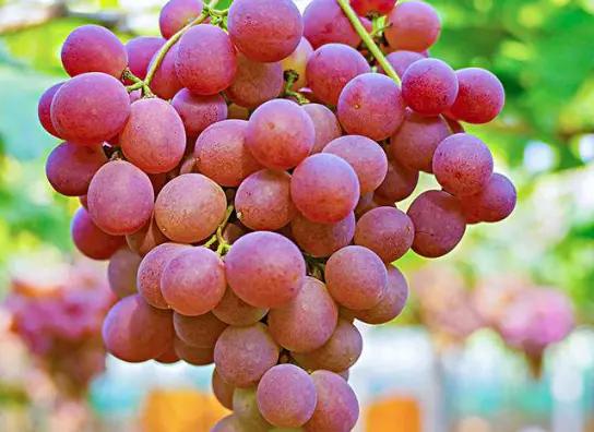 提子和葡萄有什么区别吗,夏黑提子和葡萄的区别