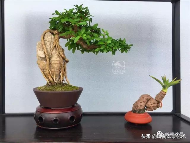 鎺㈡灊妞嶇墿,鎺㈡灊