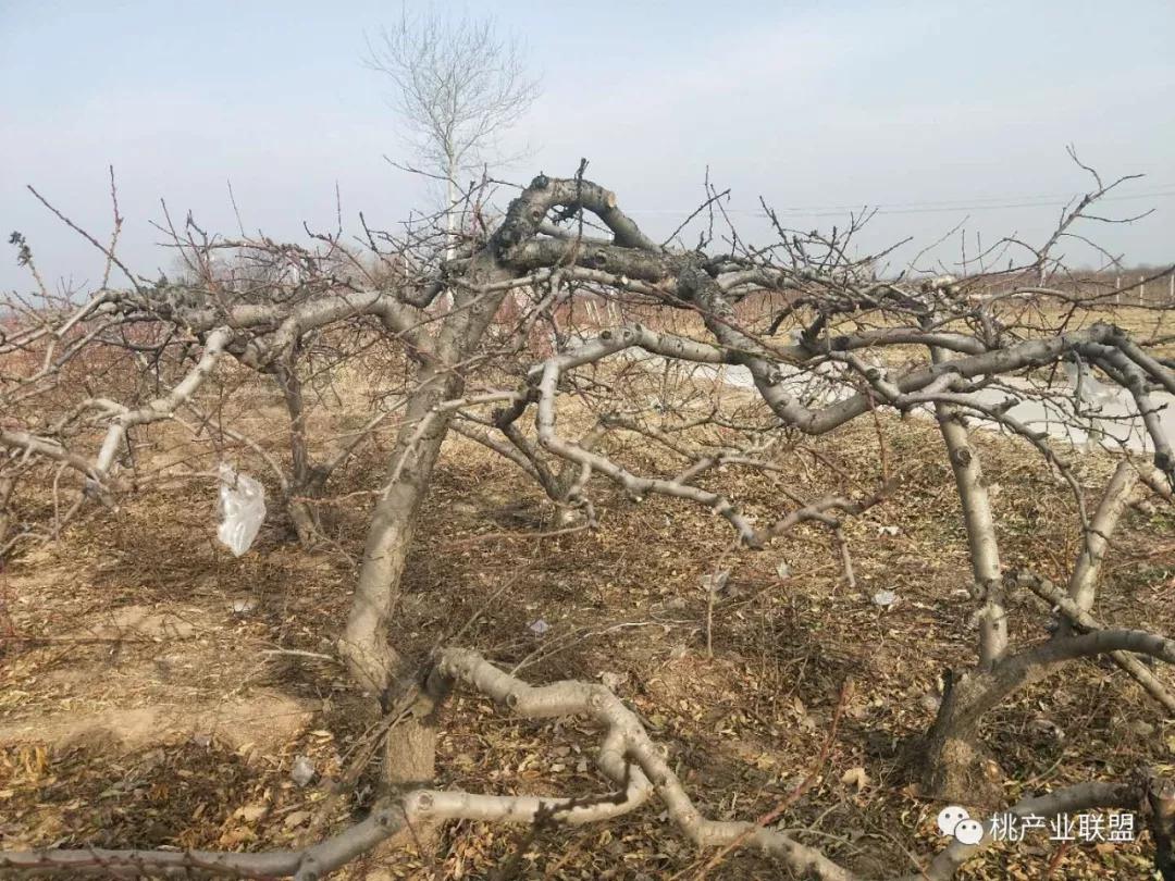 桃树长放修剪好、还是短截修剪好？