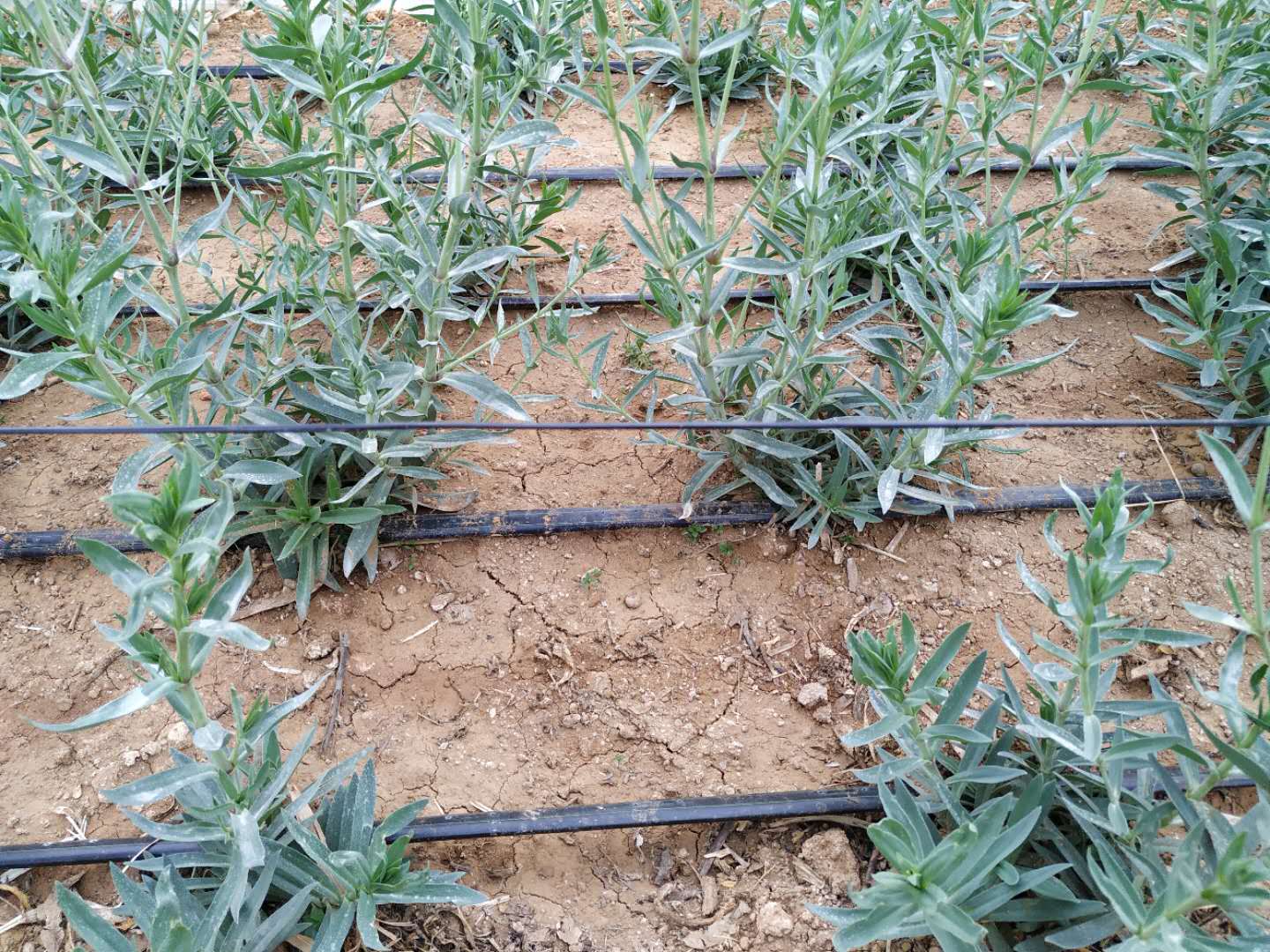 满天星烂苗是怎么回事,满天星白斑病