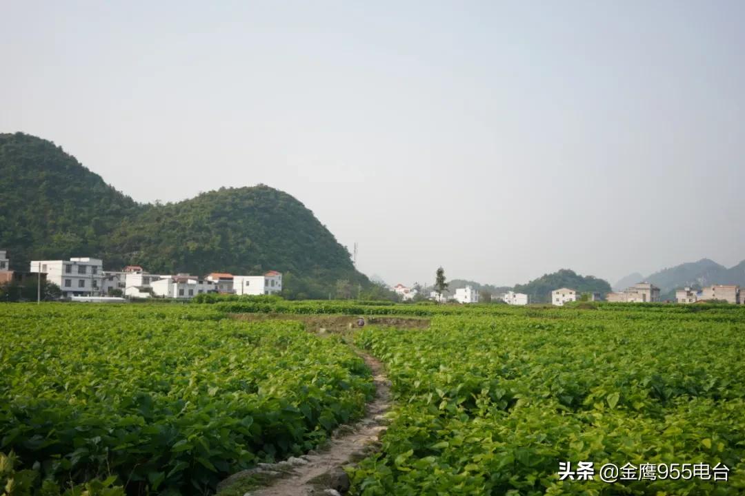 我和我的党支部简介,我和我的支部微视频营子村