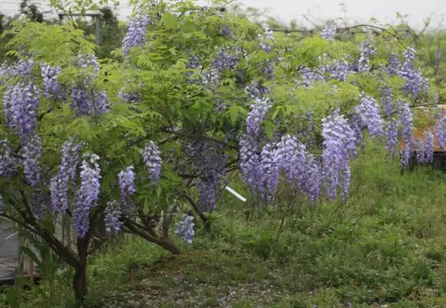 紫藤中最有名的品种叫什么名字,非常好种不需要太阳的紫藤品种