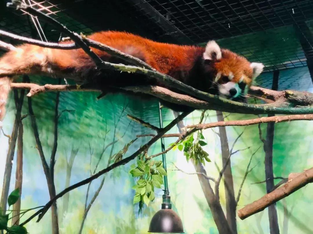 郑州奥林匹克公园萌宠乐园,郑州萌宠乐园长什么样子