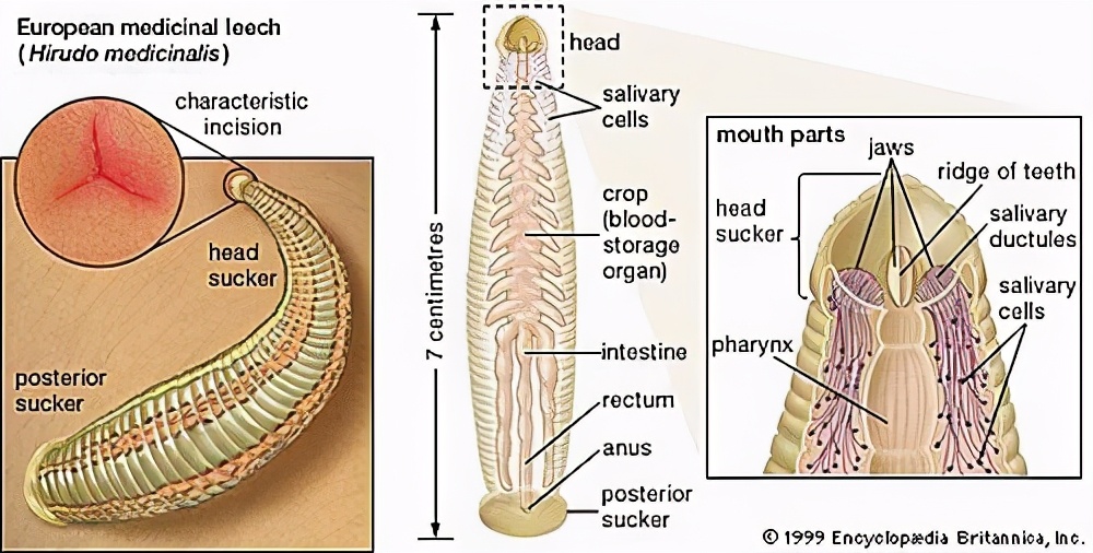 水蛭吃进肚子,水蛭被蚯蚓吞掉