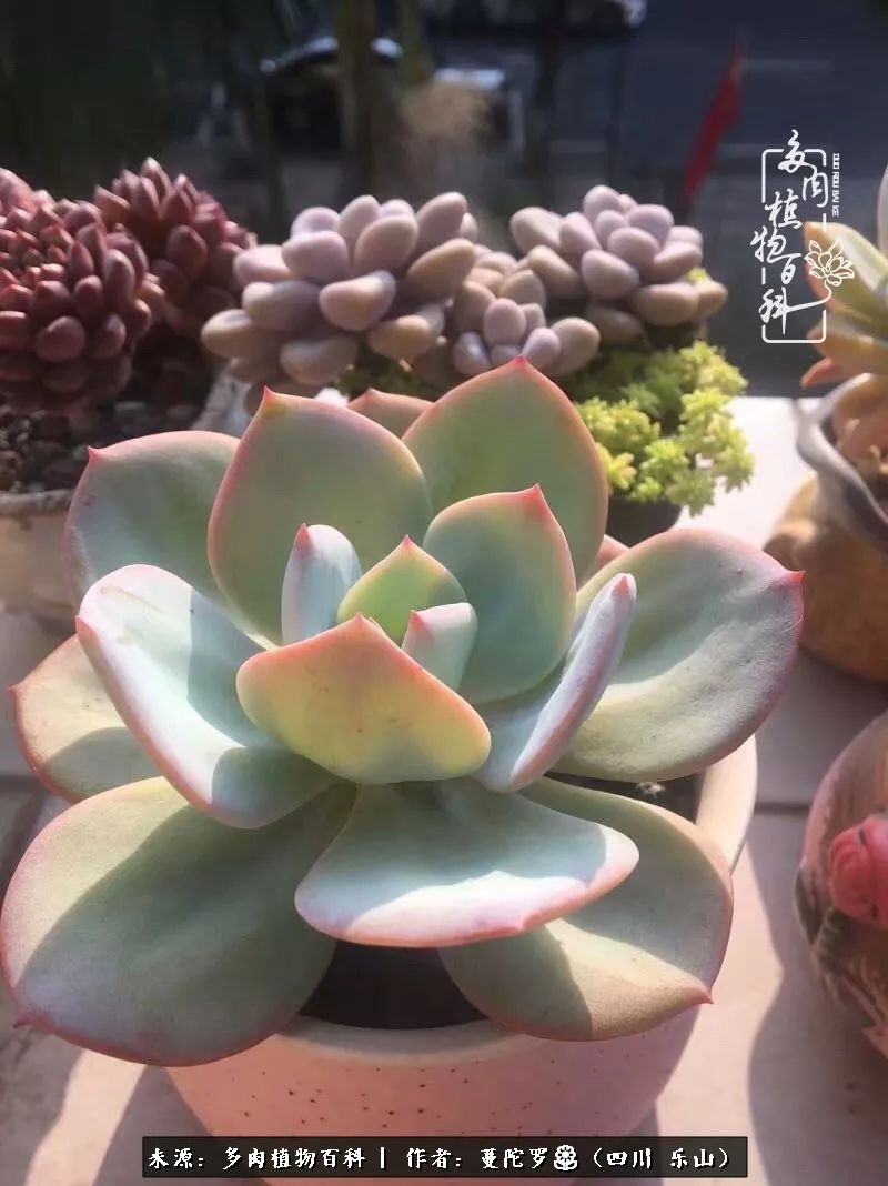 转角遇见多肉,遇见多肉治愈自己